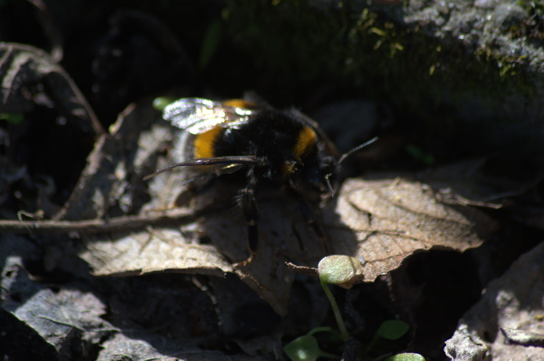 Hummel in Pagels Garten