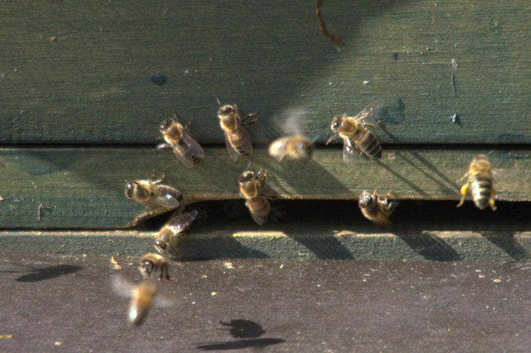 Bienen in Pagels Garten