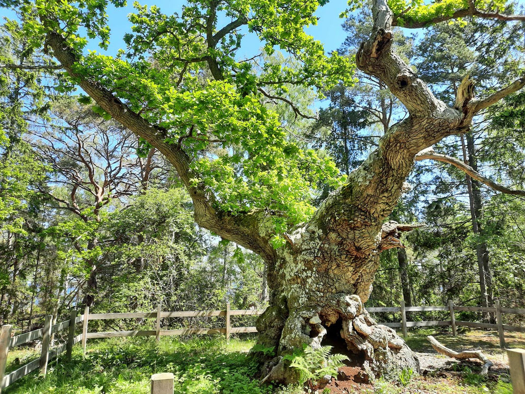 Eine riesige Eiche steht in einem Wald und ist von einem Zaun umgeben. Der Baum ist knorrig und hate viele Verzweigungen.