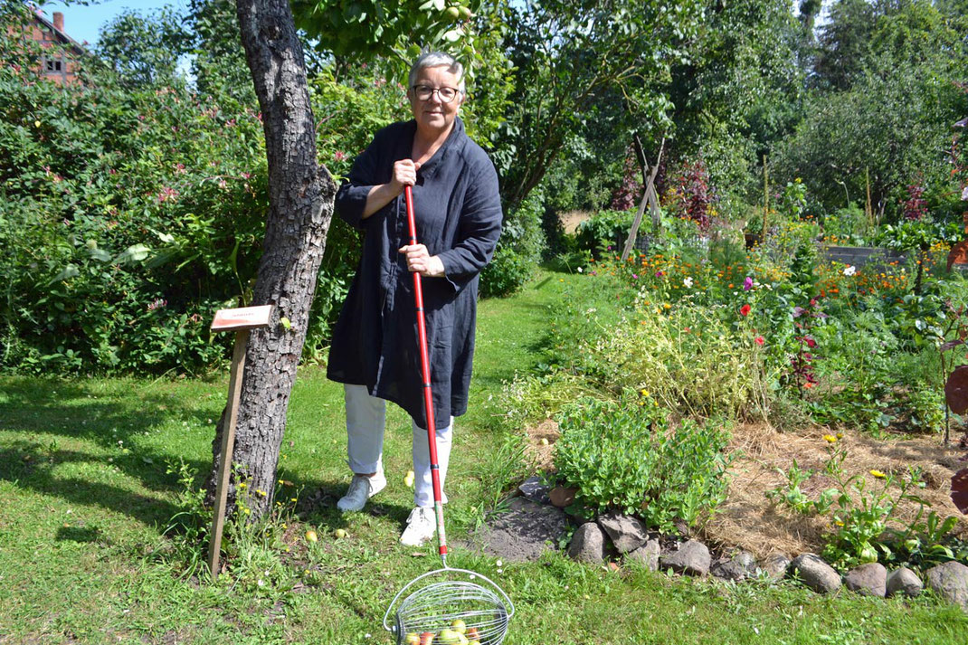 Eine Frau sammelt in in einem Garten Äpfel ein. Sie nutzt einen Korb, der an einem langen Stil befestigt ist. Sie steht bei der Arbeit aufrecht und muss sich nicht bücken.Da