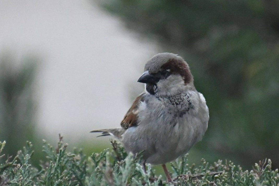 Ein Spatz sitzt allein auf einer Hecke.