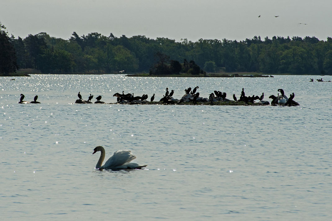 In der Abendsonne schwimme ein Schwan in aller ruhe vor einer Gruppe Kormorane, die auf einer winzigen Insel im Schären-Atoll vor Timmernabben ihre Flügel trocken.