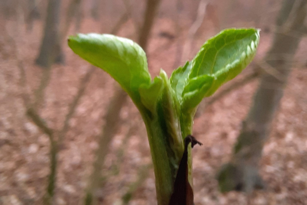 Ein einem Zweig im Wald entfalten sich ganz frische, grüne Blätter. Im Hintergrund ist braunes Laub zu sehen, das auf dem Boden liegt.