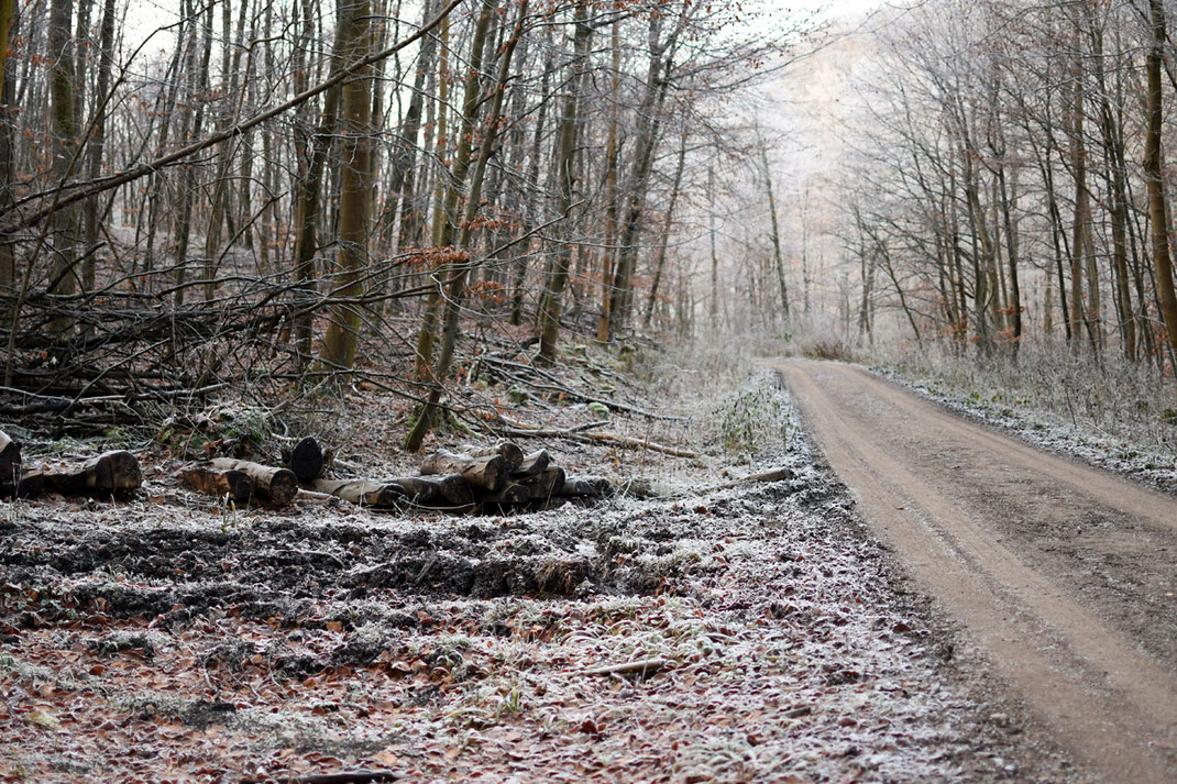 Durch einen Winterwald führt ein wassergebundener Weg. Am Rand stehen Bäume. Neben dem Weg liegen gefällte Baumstämme. Die Landschaft ist mit Frost überzogen.