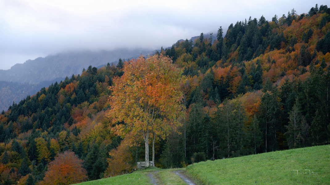 farbiger Herbstwald, dahinter Stockhorn im Nebel