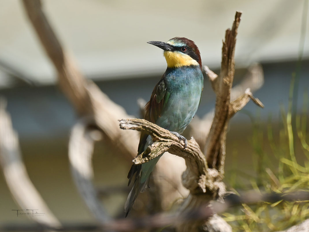 Der seltene, hochattraktive Bienenfresser