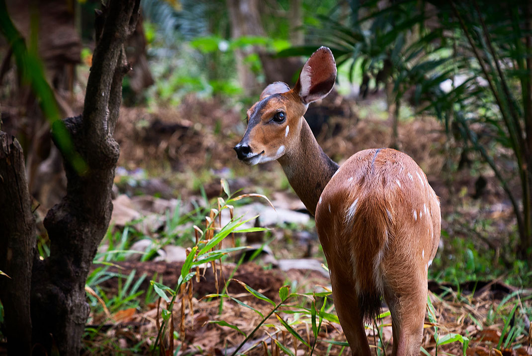 Deer, Reh, Ghana, Ancobra Beach, Martin Boelt Photography. Wildlife Photography.