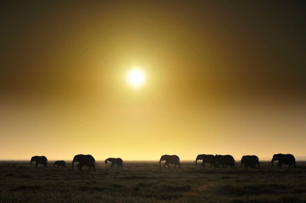 Elephants in Kenya