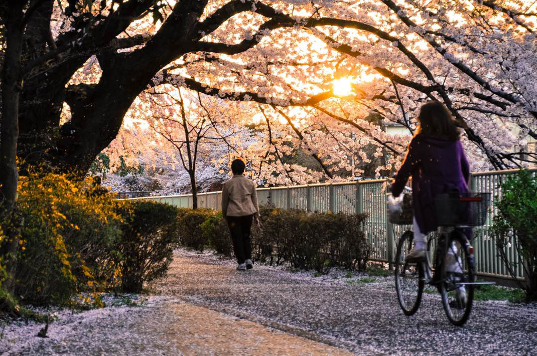 ©Freewheeling Japan