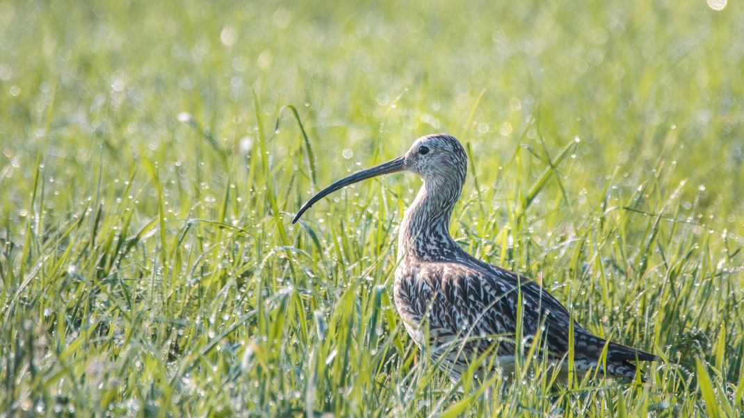 Grosser_Brachvogel - FRANK Holger_LBV Bildarchiv