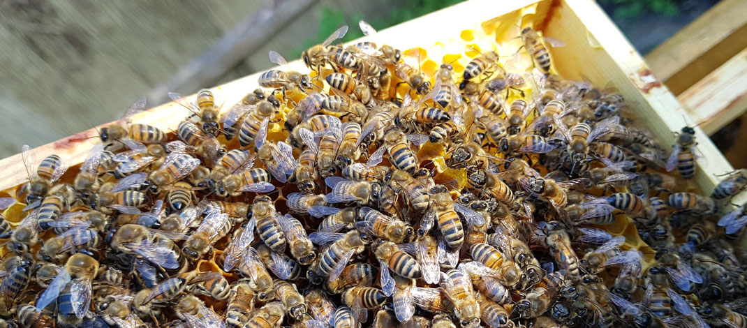 Bienenvolk auf dem Natur und Imkerhof Zingst