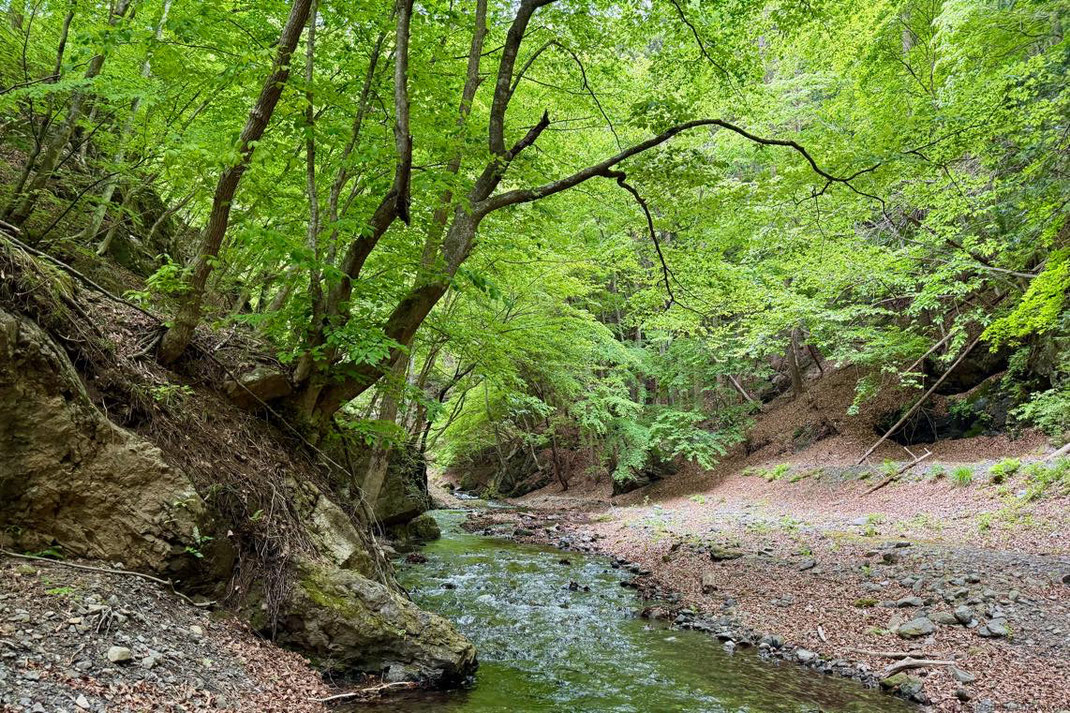 水源域の清流