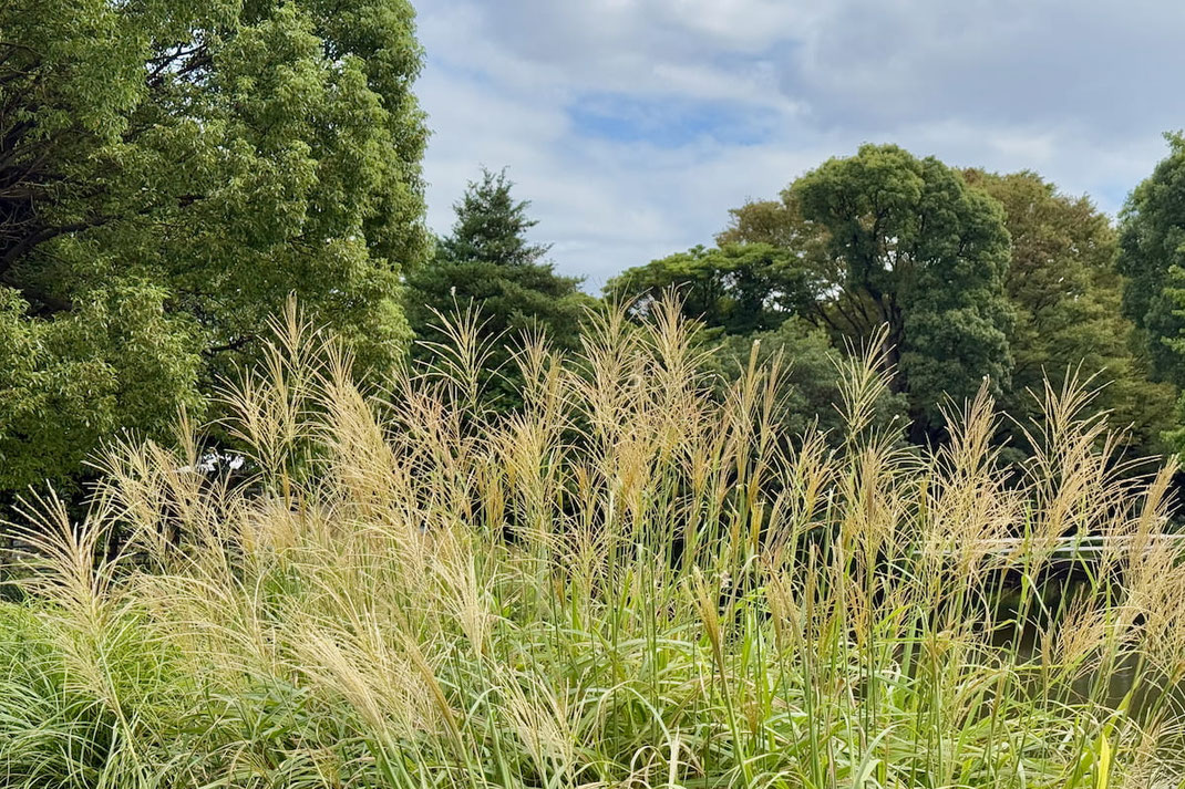 ススキの穂が開き始める-都市部の森で自然の移ろいを感じる