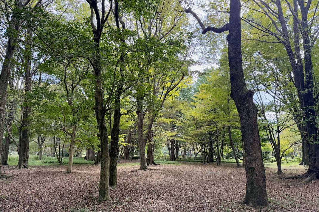 木々に囲まれた静かな空間-内省と対話の場としての都市部の森