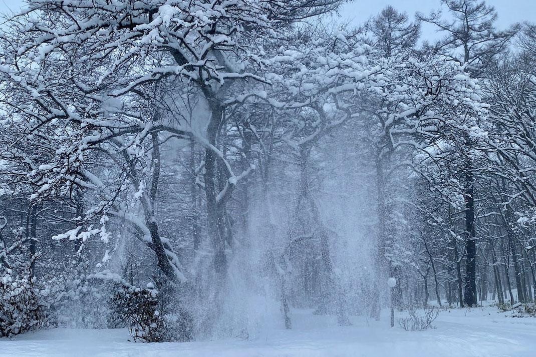 枝に積もった雪が一気に落ちる瞬間。奥日光の雪の森で撮影した自然の循環の瞬間。