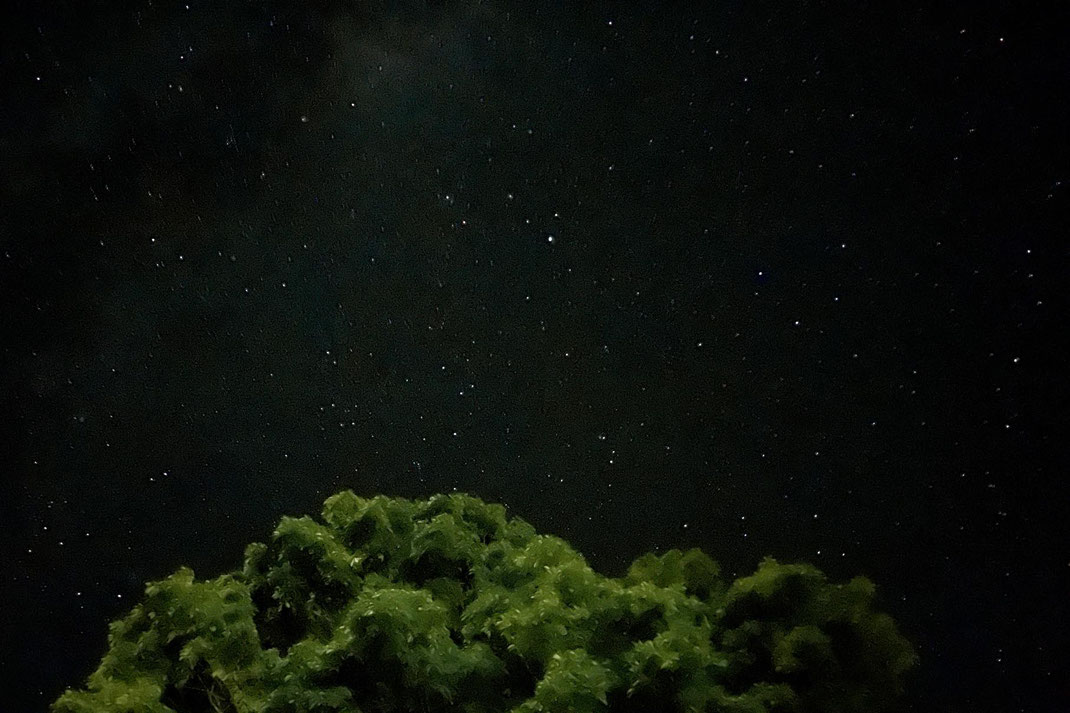 夜の森から見上げる空