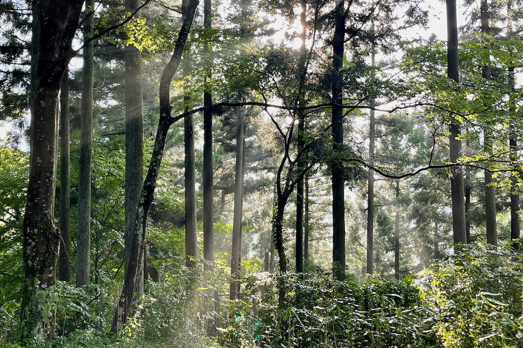 森に差し込む朝の太陽の光ー調和と静けさを感じる森のマインドフルネス