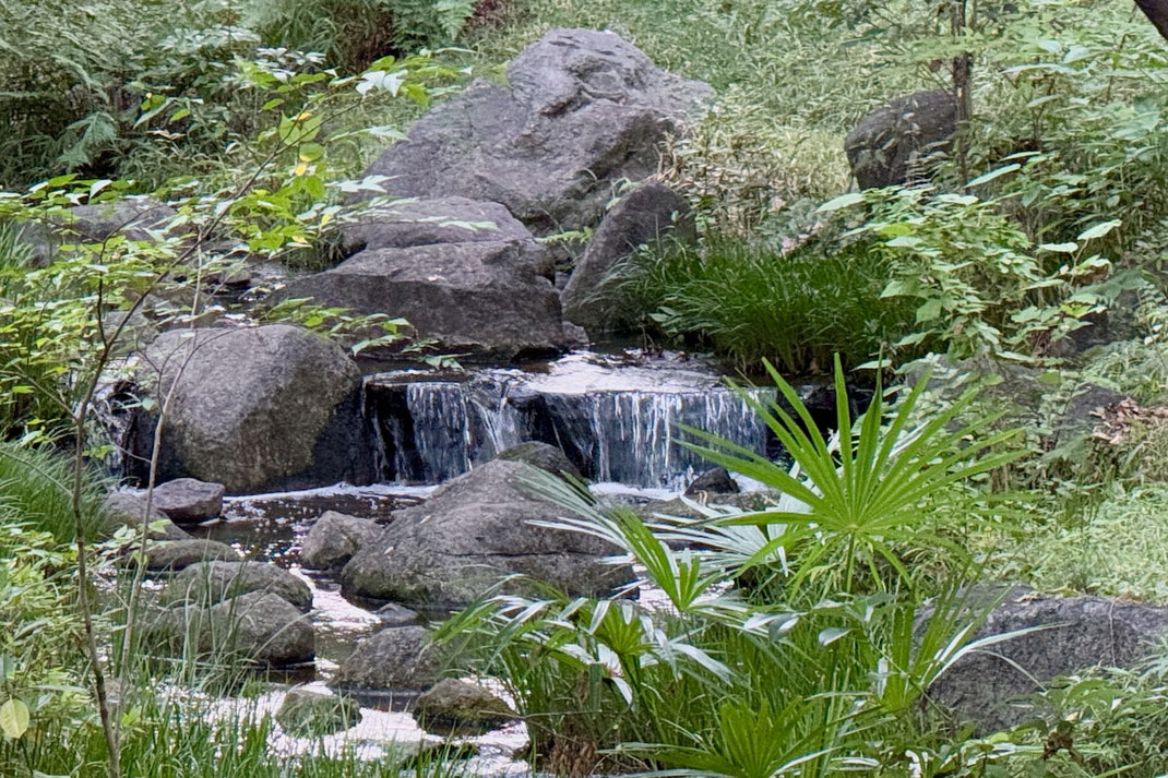 都市部の森を流れる小川のせせらぎ-自然に触れて自分を整える