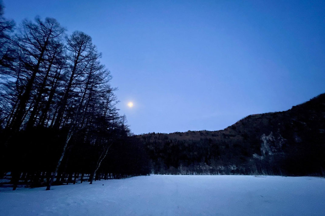 夜明け前の朝の森