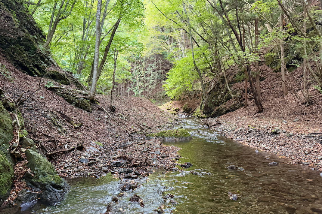源流域の森をゆっくり流れる清流