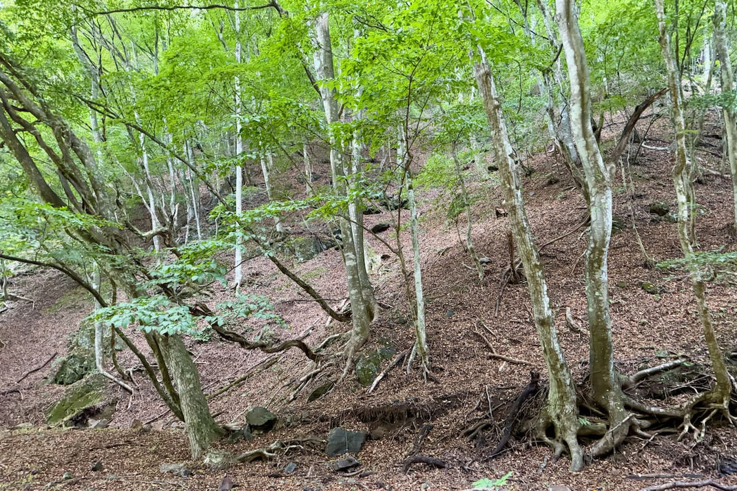 緑に包まれた上野村の原生林