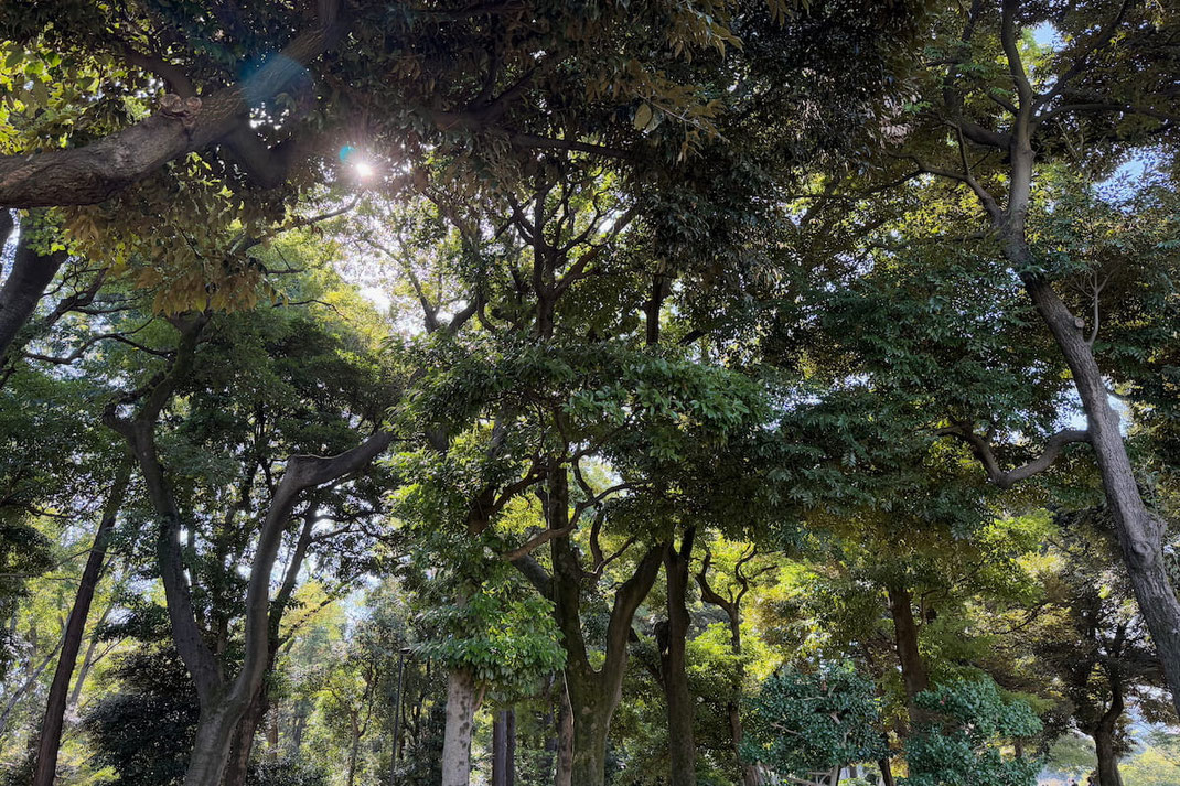 太陽光を受けて輝く木々-自分らしさとつながりを思い出す森