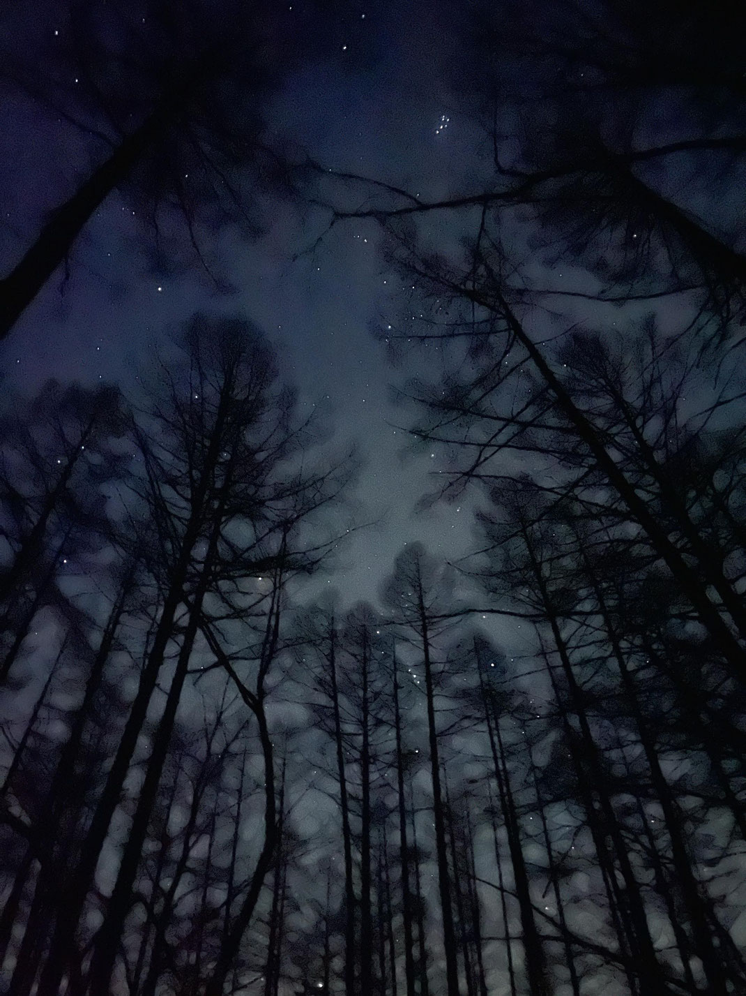 雪の森の見上げる静かな夜の景色