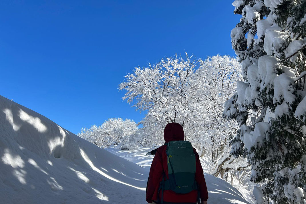 雪に覆われ真っ白で神秘的な木たち