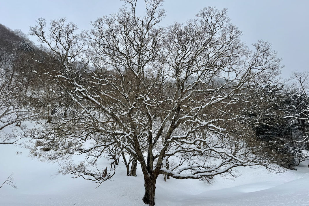 雪の奥日光の湖畔に立つ樹。深い雪に覆われながらも森の中で存在感のある巨樹。