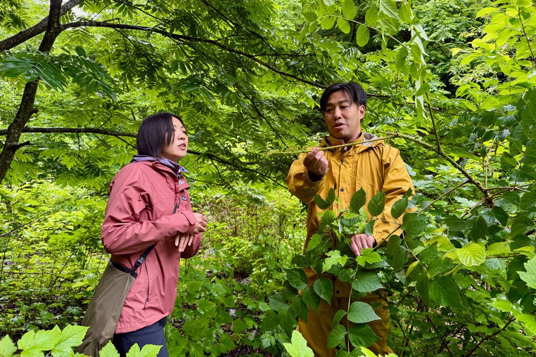 山菜採り
