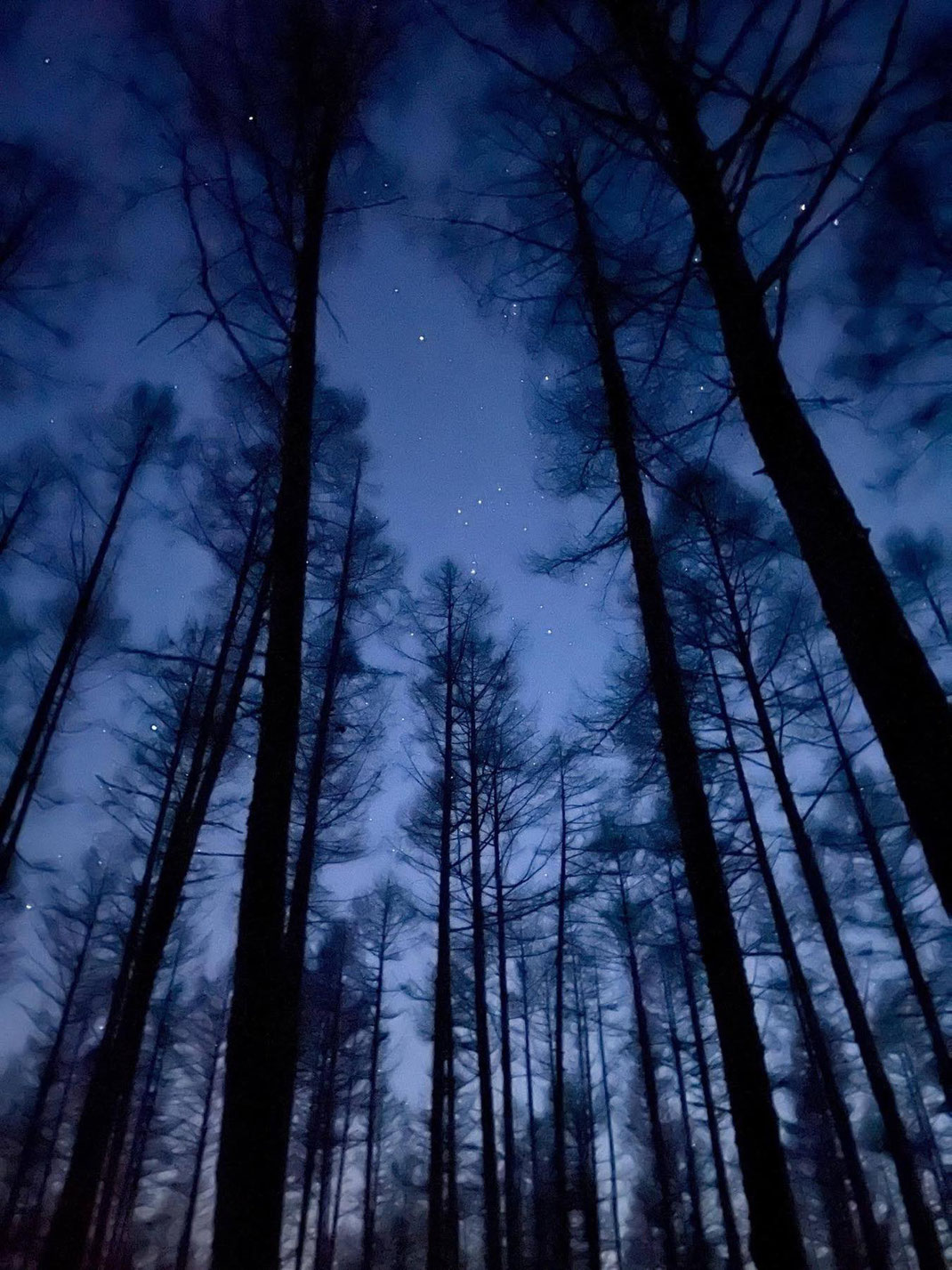 夜の森から見上げる星空@奥日光（栃木）