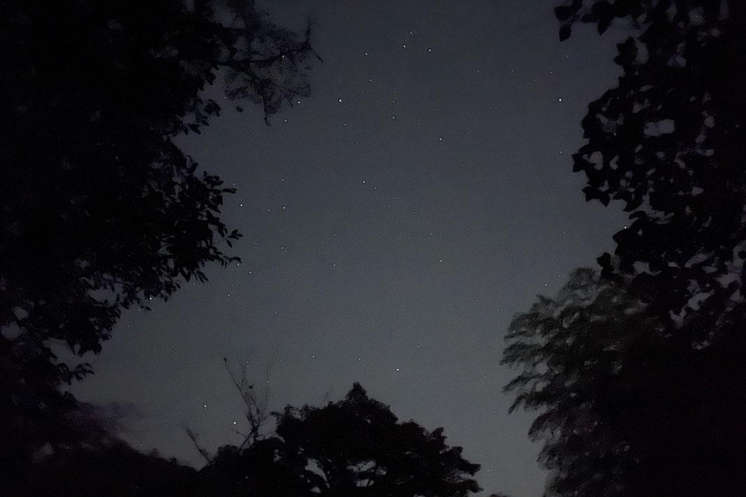 夜の森で見上げる空（竹寺・境内）