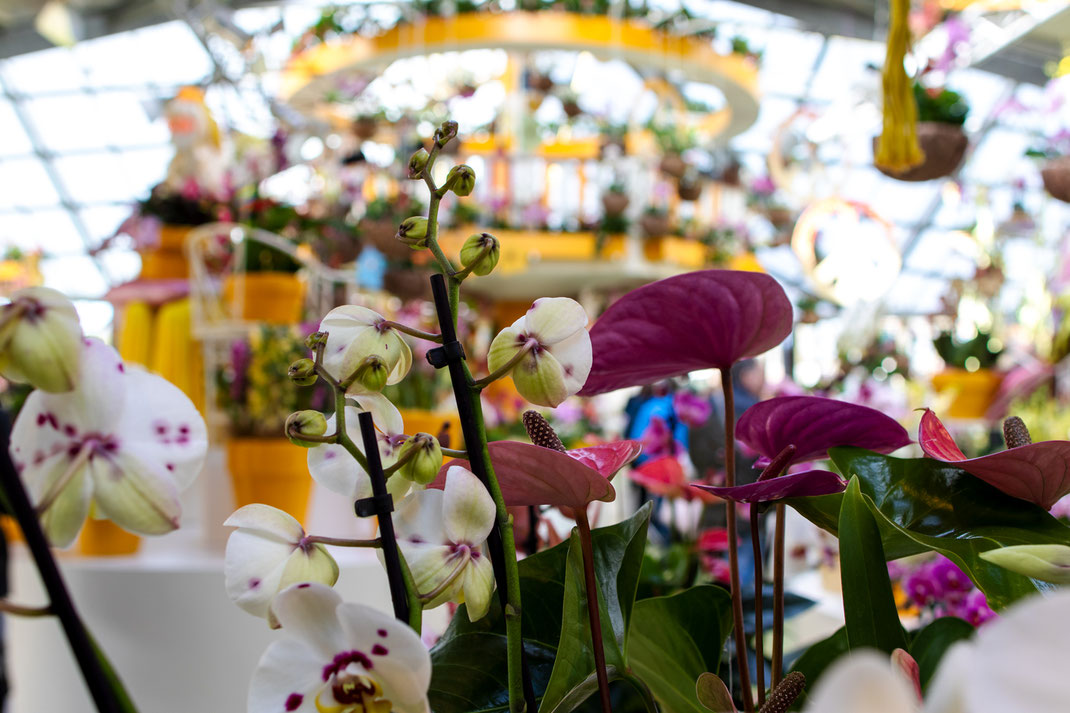 Orchideen Keukenhof Virginie Varon