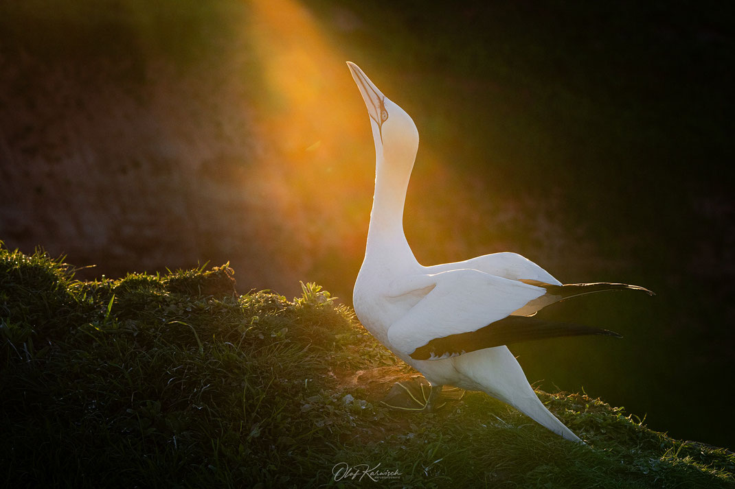 Helgoland - Basstölpel bei Sonnenaufgang