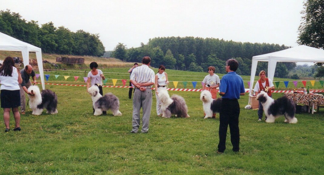 Esempio di OES correttamente piazzati in ring - Raduno di Campionato Sociale di Valeggio sul Mincio (Vr) 28 maggio 2000 Giudice Mr. David Kingston (GB)