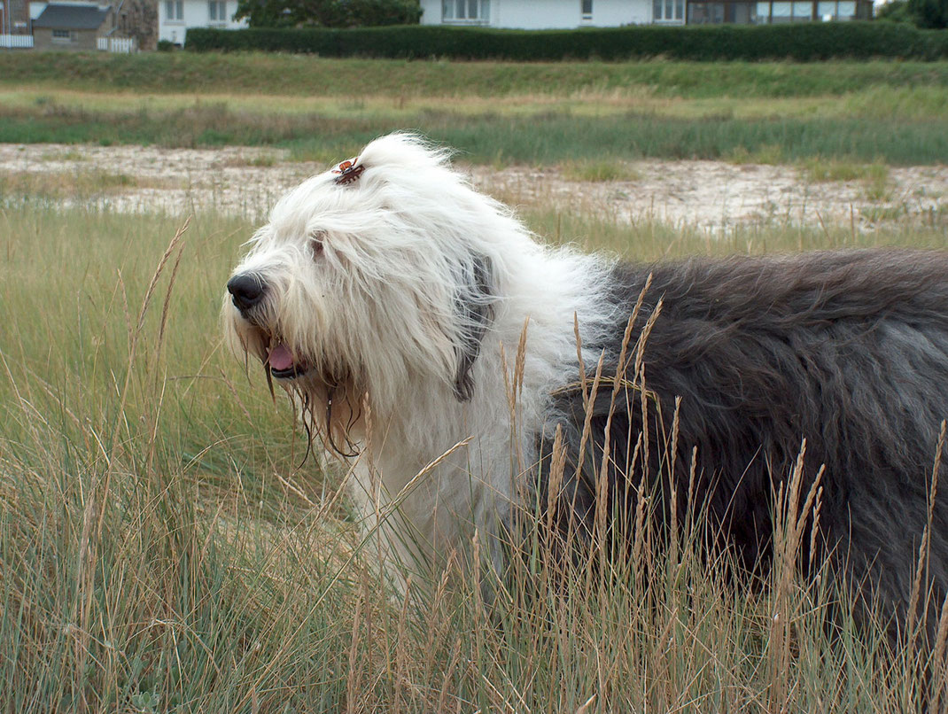 informazioni-carattere-bobtail-cane-storia-bobtail-razza-old-english-sheepdog-standard-FCI