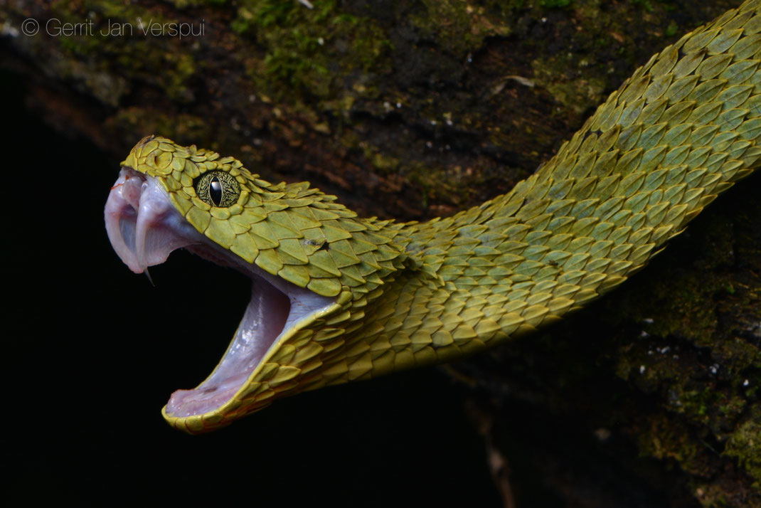 Variable Bush Viper, Atheris squamigera, Snakes of Uganda, africa, vipers, vipers of africa, Rough-scaled Bush Viper ,  Atheris hispida