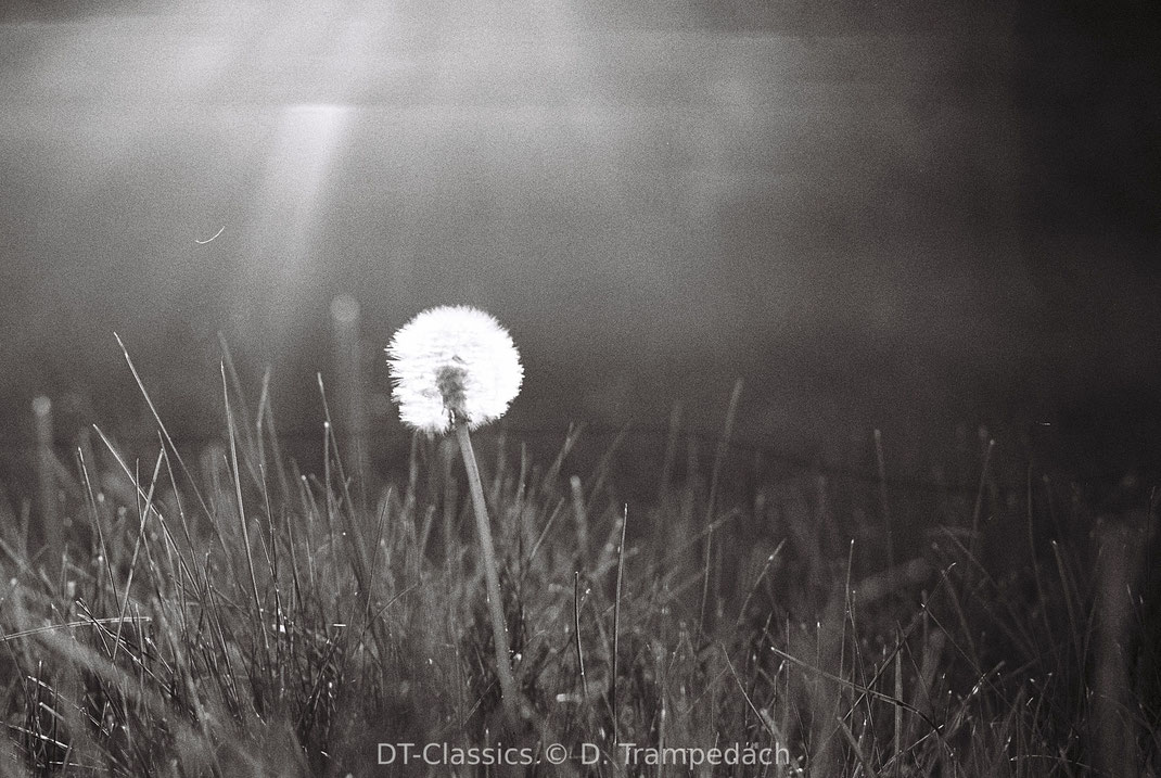 Nostalgie meint, in eine Blume zu pusten.