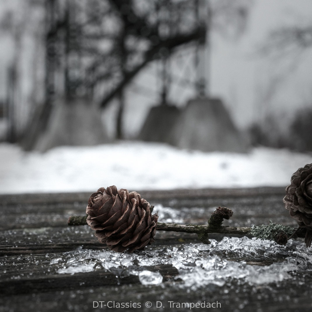 Philosophische Fotografie - Zapfen einer Kiefer im Wintereis am Pfannenberg-Turm
