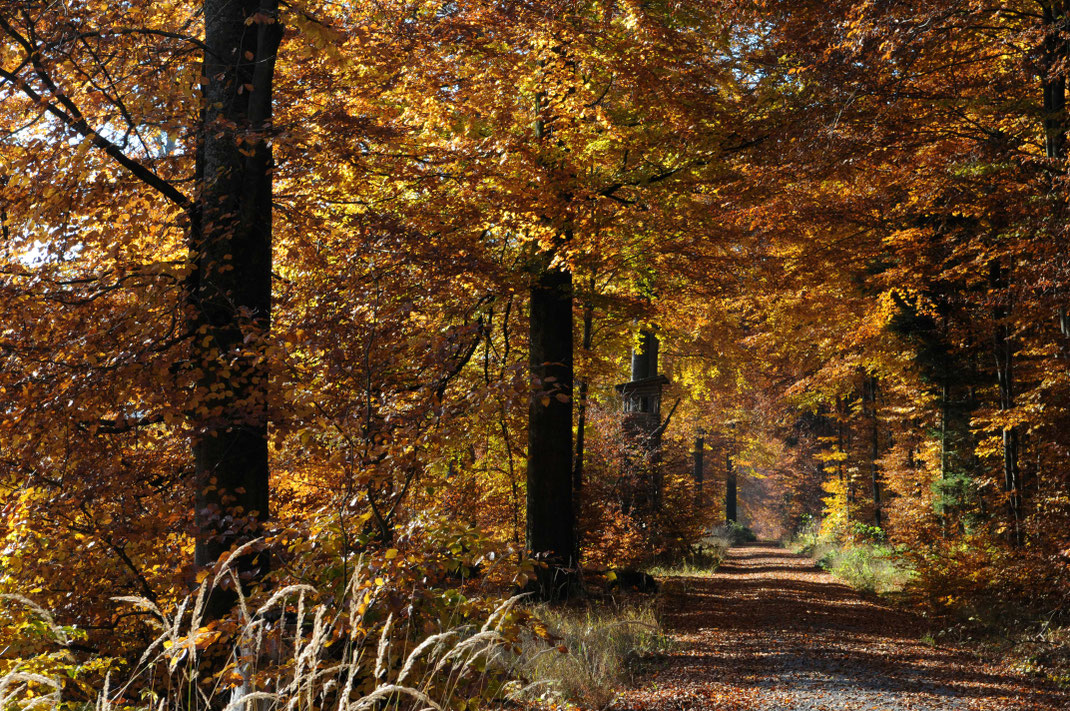 -Spessart im Herbst- Foto: Dr. Eberhard Pfeuffer