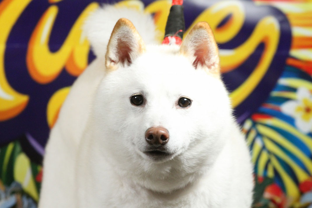 柴犬 箱根強羅グアムドッグ本店公式サイト 神奈川箱根 犬と一緒に寝れる 旅館 ペット 温泉 柴犬 箱根強羅グアムドッグ本店公式サイト 神奈川箱根 犬と一緒に寝れる 旅館 ペット 温泉