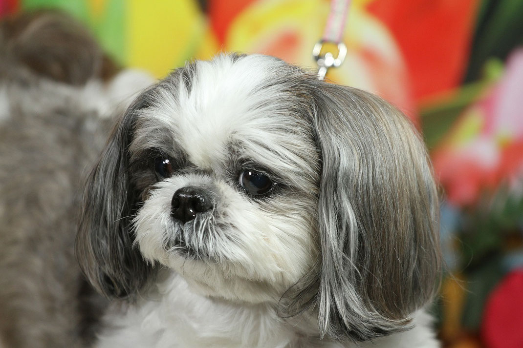 シーズー犬のわんこ雛 www.cliniqueveterinairecalvisson.com
