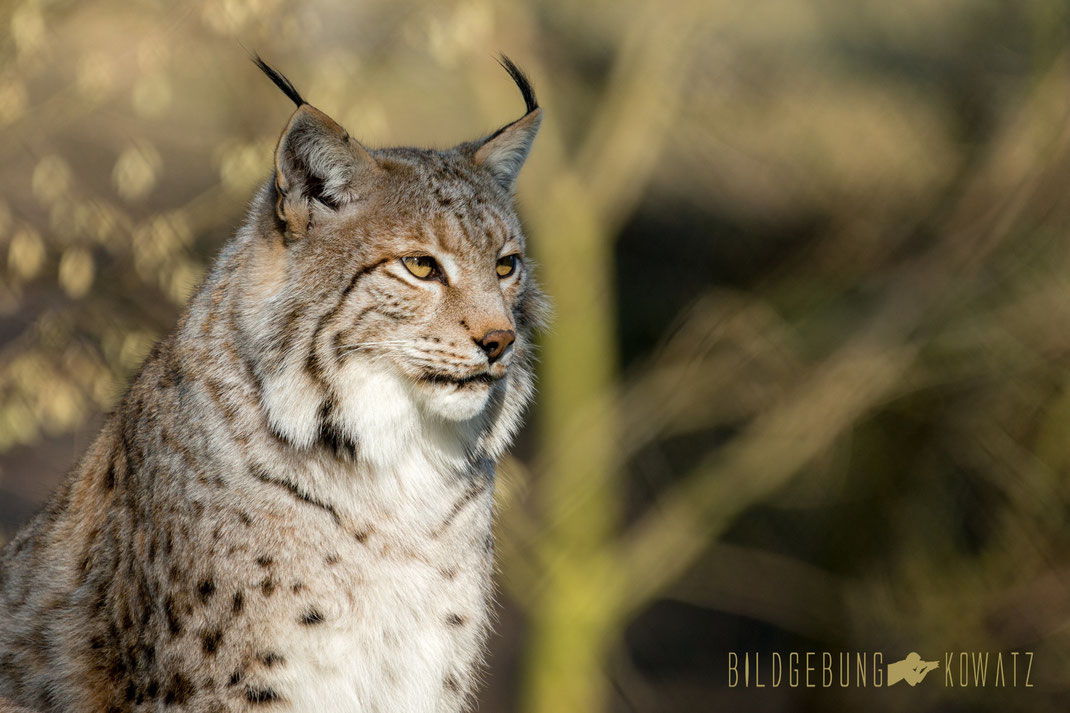 Luchs im Wildpark Granat