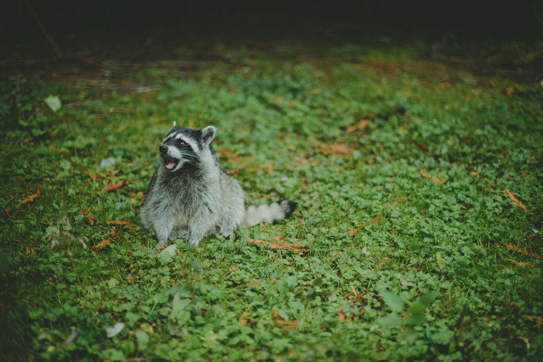 a raccoon in Stanley Park