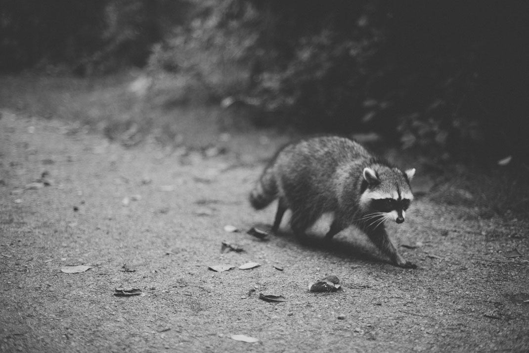 a raccoon walking through Stanley Park