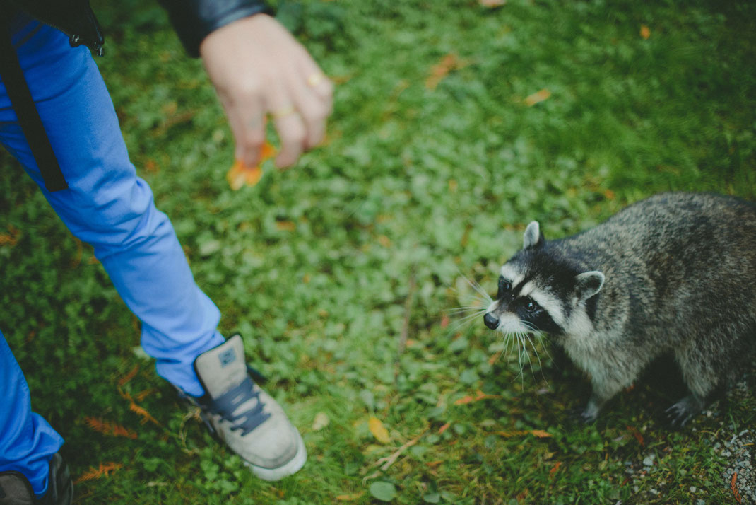 a raccoon approaching a passenger in Stanley Park