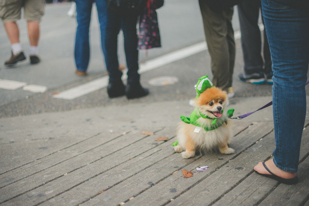 a little dog in a lizard costume at a halloween parade