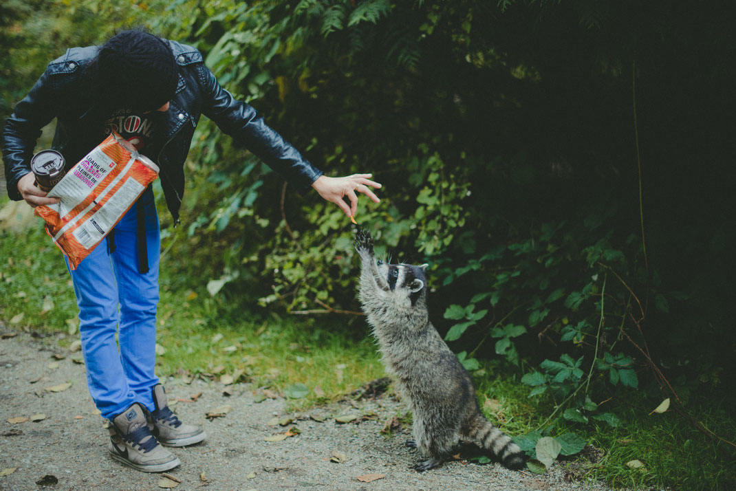 a passenger is feeding a raccoon in Stanley Park