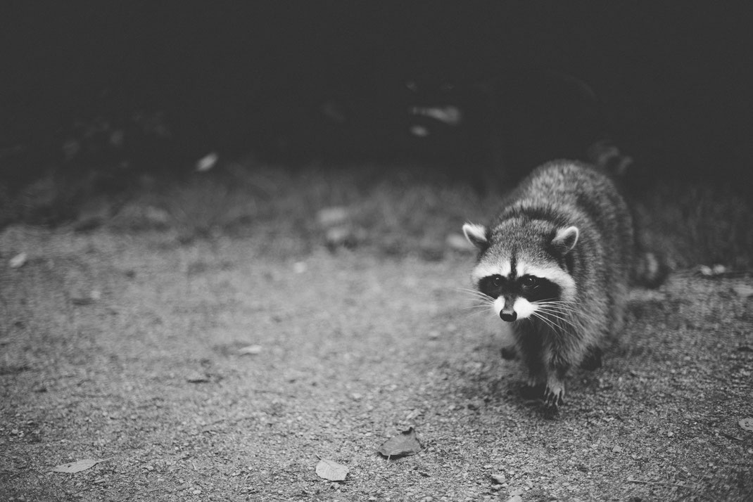 a raccoon in Stanley Park