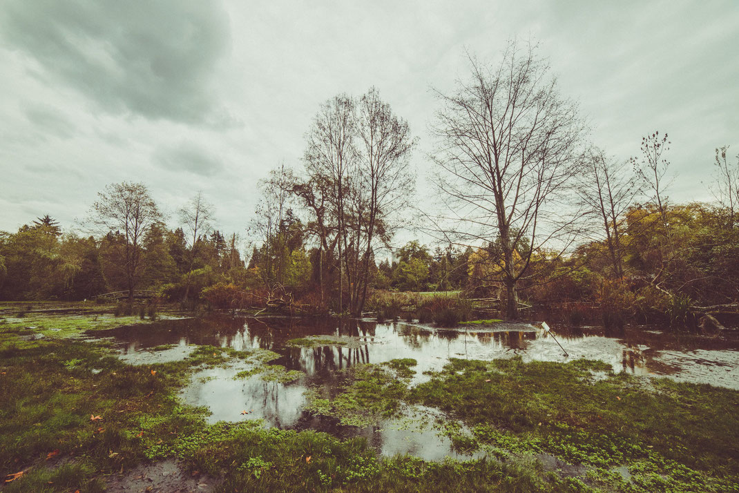 a swamp in Stanley Park